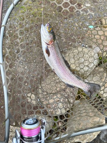 ニジマスの釣果