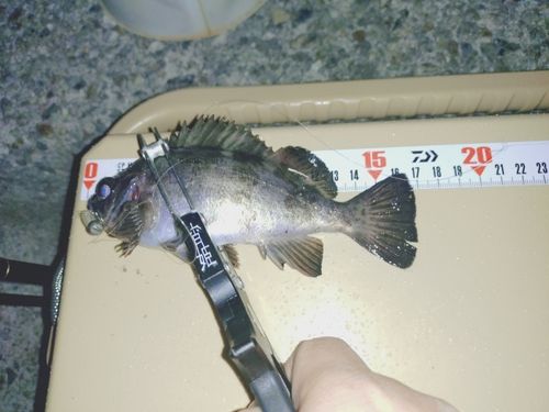 シロメバルの釣果