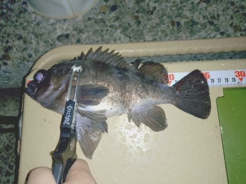 シロメバルの釣果