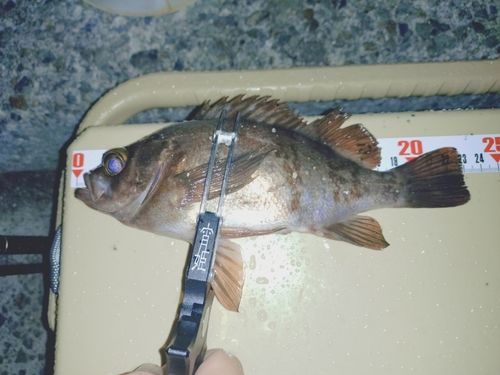 アカメバルの釣果