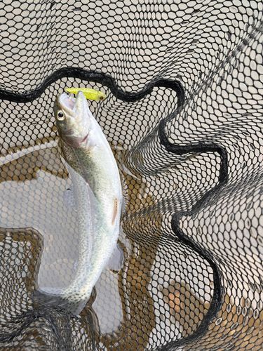 ニジマスの釣果