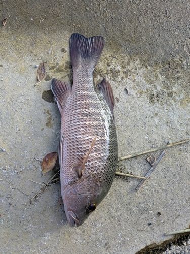 ゴマフエダイの釣果