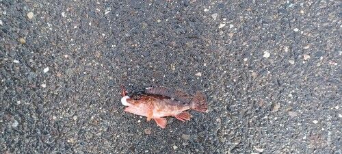 カサゴの釣果