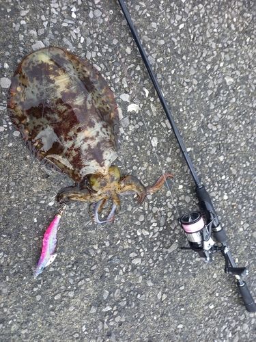 アオリイカの釣果