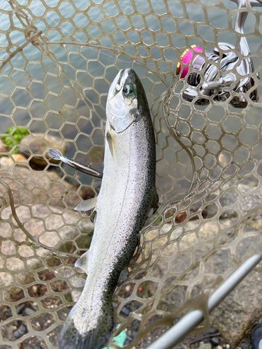 サクラマスの釣果