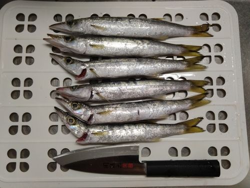 アカカマスの釣果