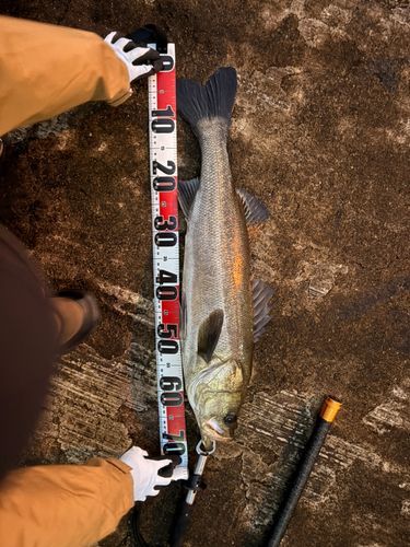 神戸空港親水護岸