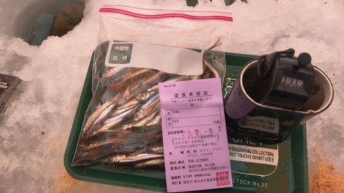 ワカサギの釣果