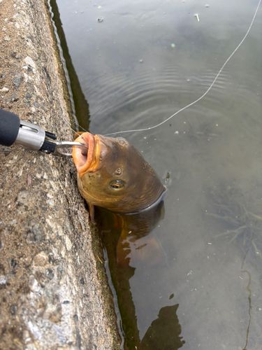コイの釣果