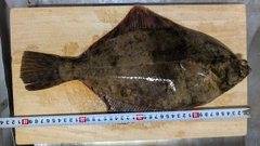 マコガレイの釣果