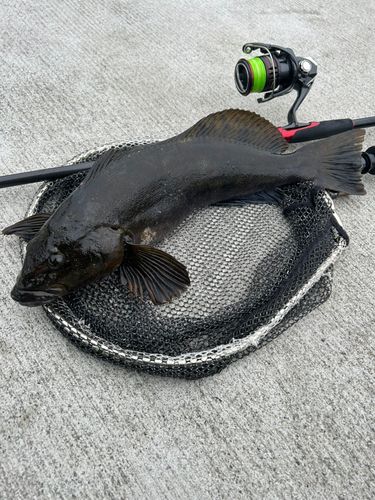 アイナメの釣果