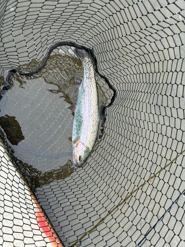 ニジマスの釣果