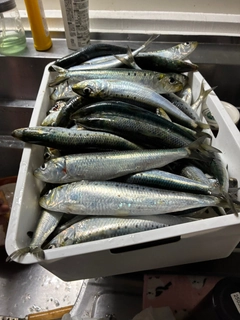 マイワシの釣果