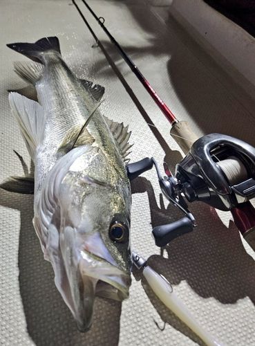 シーバスの釣果