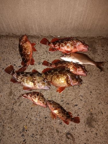 カサゴの釣果