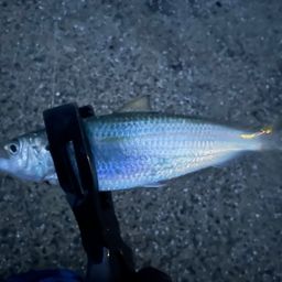 カタボシイワシ