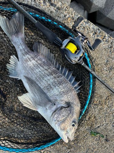 クロダイの釣果