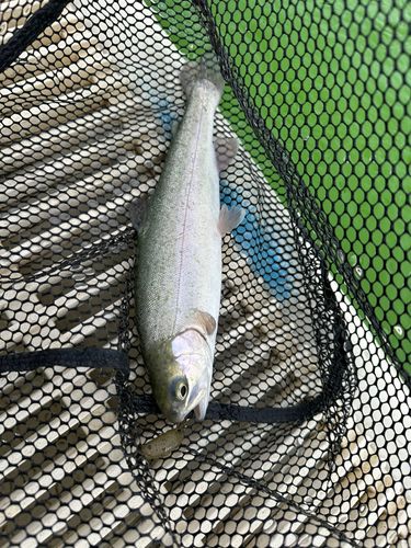 日進市総合運動公園プールフィッシング