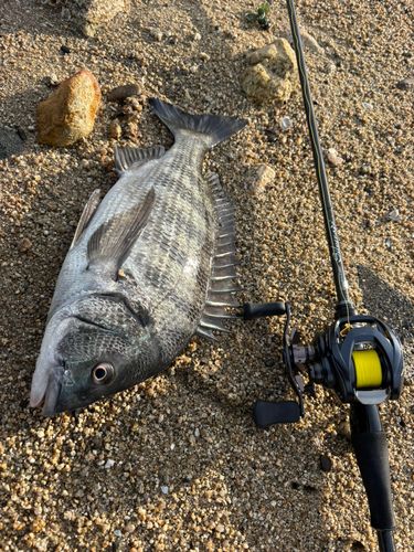クロダイの釣果