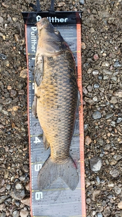 コイの釣果