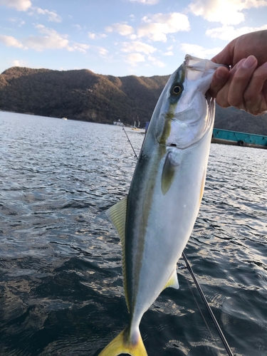 イナダの釣果