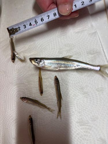 つがる市野池群