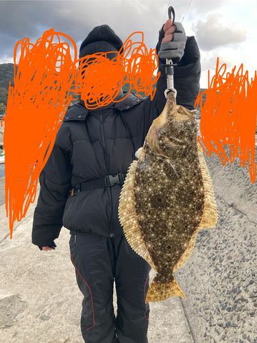 ヒラメの釣果