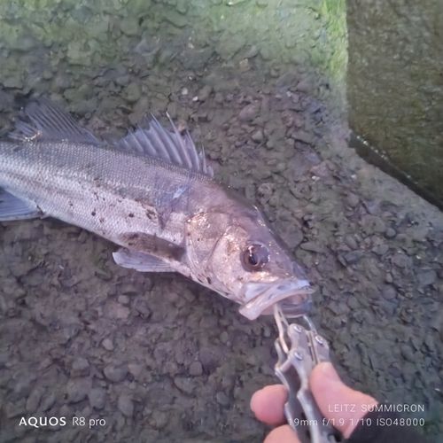 フッコ（マルスズキ）の釣果