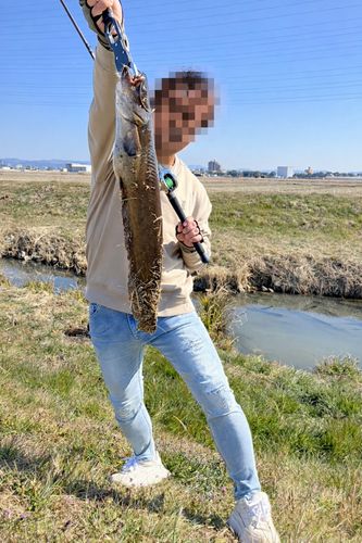 マナマズの釣果