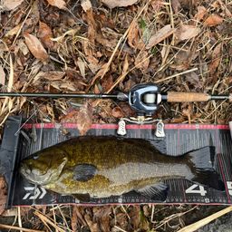 スモールマウスバス