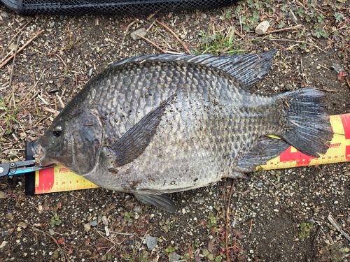 ティラピアの釣果