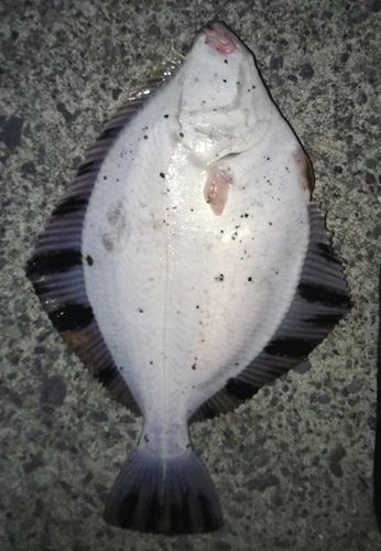 ヌマガレイの釣果