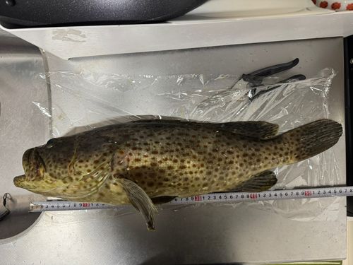 チャイロマルハタの釣果