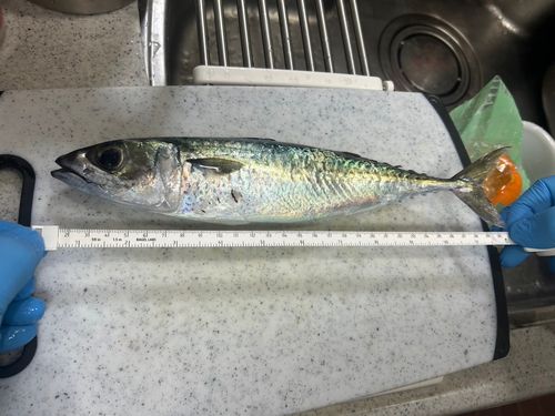 とっとパーク小島