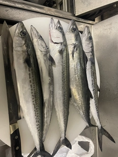 サゴシの釣果
