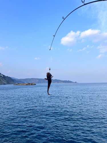 ドンコの釣果
