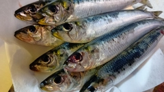 マイワシの釣果