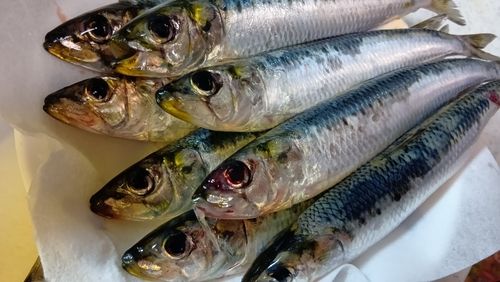 マイワシの釣果