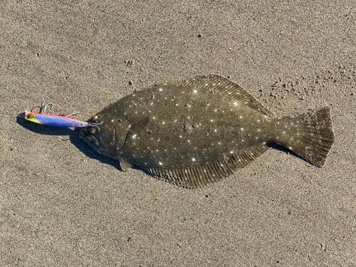 ヒラメの釣果