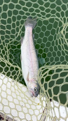 レインボートラウトの釣果