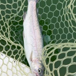 レインボートラウト