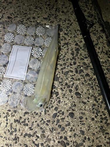 ヤリイカの釣果