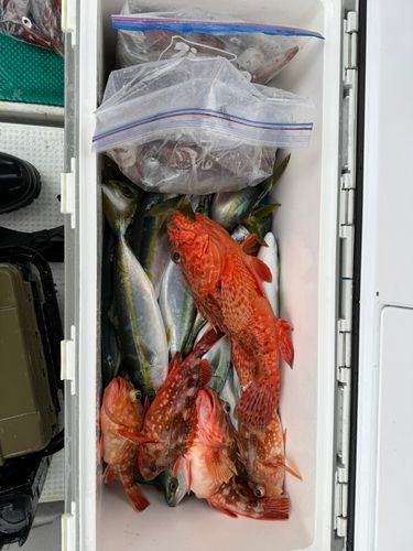 アカイカの釣果