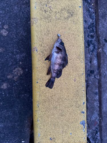 小名浜港市場前