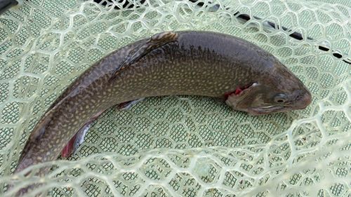 西武園ゆうえんちフィッシングランド