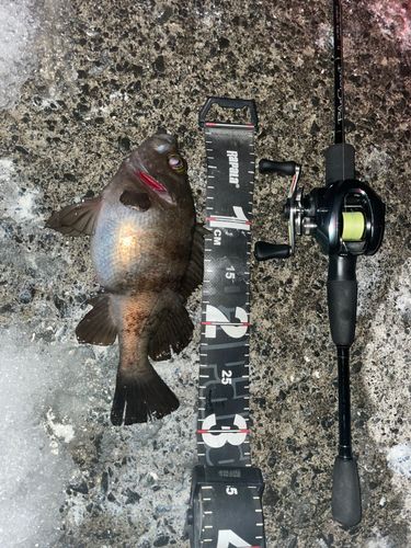 シロメバルの釣果