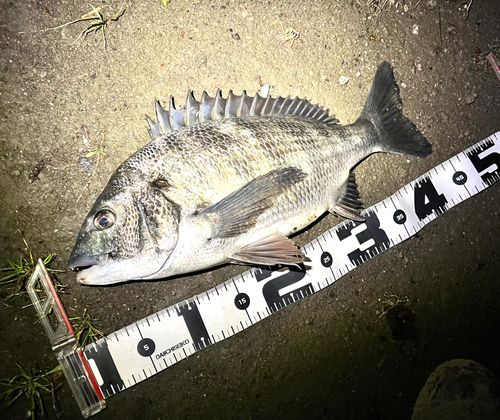 クロダイの釣果