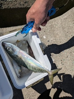 サバの釣果