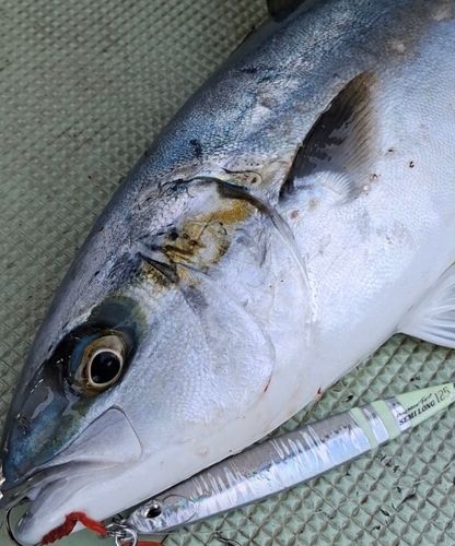 ヒラマサの釣果