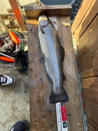 うらたんざわ渓流釣場